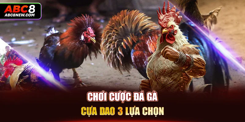 Chơi cược đá gà cựa dao 3 lựa chọn