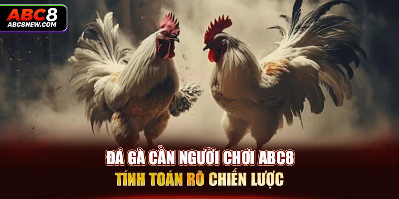 Đá gà cần người chơi ABC8 tính toán rõ chiến lược