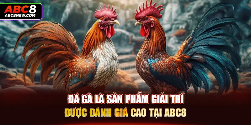 Đá gà là sản phẩm giải trí được đánh giá cao tại ABC8