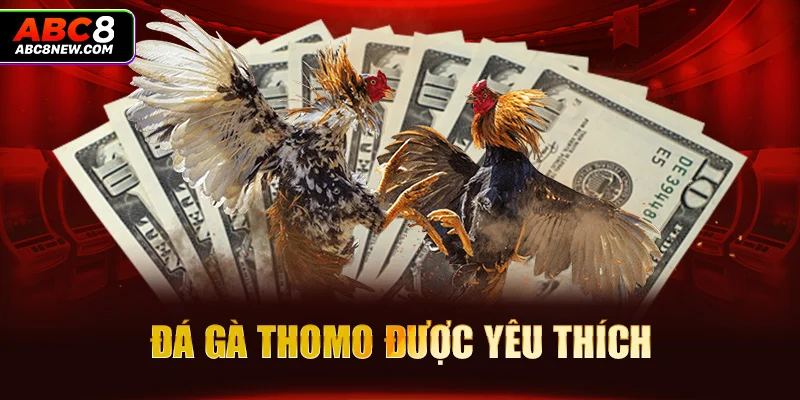 Đá gà Thomo được yêu thích